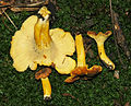 Cantharellus appalachiensis