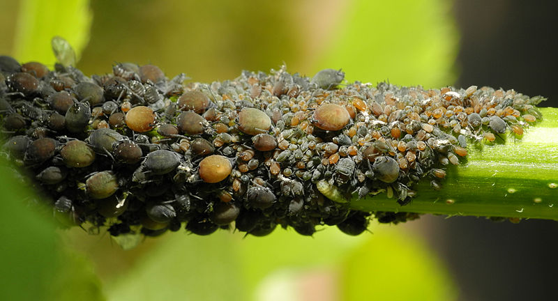 File:2013-06-04 15-21-32-Aphidoidea.JPG