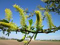 Salix alba (Silber-Weide)