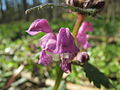 Lamium maculatum (Gefleckte Taubnessel)