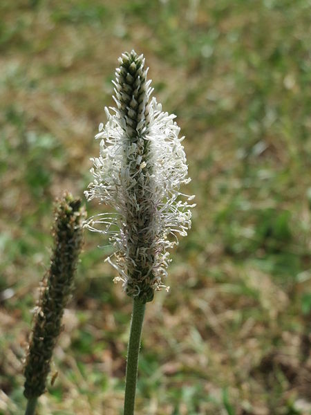 File:20150617Plantago media1.jpg