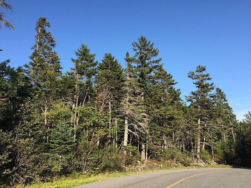 File:2016-09-03 17 13 59 View eastbound down the Mount Washington Auto Road at about mile 2.1 (about 2640 feet above sea level) in Sargent's Purchase Township, Coos County, New Hampshire.jpg