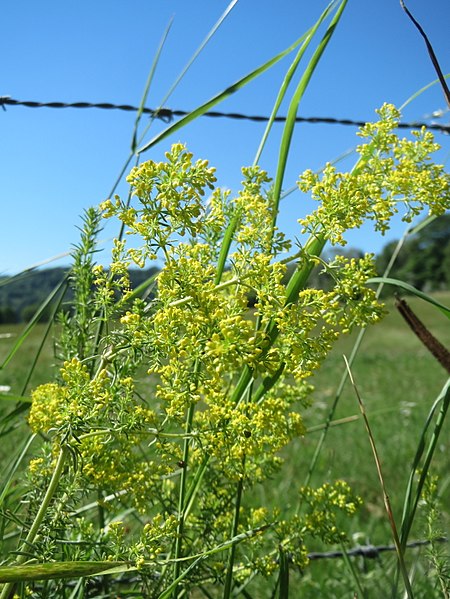 File:20170619Galium verum1.jpg