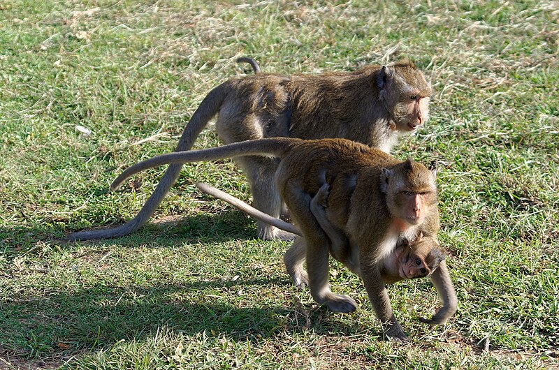 File:20171128 - Macaca fascicularis - Angkor Wat - 5758 DxO.jpg