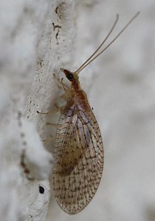 <i>Hemerobius humulinus</i> Species of lacewing