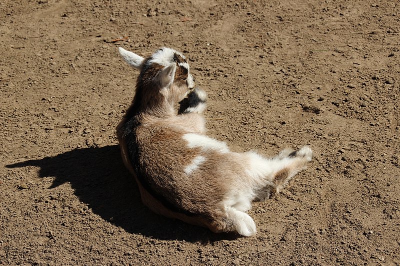 File:2018-04-04 Wildpark Güstrow 16.jpg