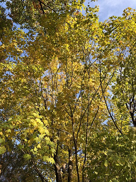 File:2018-11-16 15 16 10 View up into the crown of a Sugar Maple and a Norway Maple along a walking path in the Franklin Farm section of Oak Hill, Fairfax County, Virginia.jpg