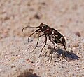 Dünen-Sandlaufkäfer - Cicindela hybrida