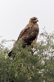 20191213 Aquila nipalensis, Jor Beed Bird Sanctuary, Bikaner 0923 8257.jpg