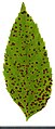 * Nomination Fraxinus. Leaf adaxial side. --Knopik-som 03:00, 17 October 2021 (UTC) * Promotion  Support Good quality -- Johann Jaritz 03:06, 17 October 2021 (UTC)