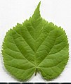 * Nomination Tilia cordata. Leaf adaxial side. --Knopik-som 01:17, 6 July 2021 (UTC) * Promotion  Support Good quality -- Johann Jaritz 02:53, 6 July 2021 (UTC)