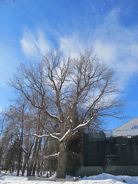 File:250-year-old Oak in The Abramtsevo Museum.jpg