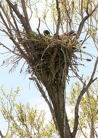 Red-tailed hawks build large but untidy looking nests 4548 red tail hawk nest odfw (4438948012).jpg
