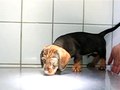 File:A-Missense-Mutation-in-the-SERPINH1-Gene-in-Dachshunds-with-Osteogenesis-Imperfecta-pgen.1000579.s007.ogv