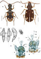 A-synopsis-of-the-tribe-Lachnophorini-with-a-new-genus-of-Neotropical-distribution-and-a-revision-zookeys-430-001-g006.jpg