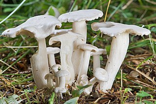 <i>Leucocybe</i> Genus of fungi