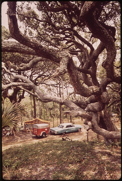File:A PUBLIC CAMPGROUND ON ISLE OF PALMS, A POPULAR OCEAN RESORT - NARA - 546983.tif