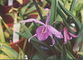 A and B Larsen orchids - Brassocattleya Maikai 937-6.jpg