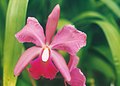 A and B Larsen orchids - Brassolaeliocattleya Valencia Doris x C bicolor 511-9.jpg