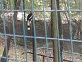 A cage Bird Park KL.jpg
