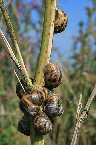 File:A cluster of banded snails - geograph.org.uk - 916691.jpg