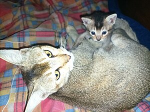 A mother of the Meitei domestic cat breed and her newly born kitten A mother and her little newly born baby kitten of the Meitei domestic cat breed (Meitei house cat variety).jpg