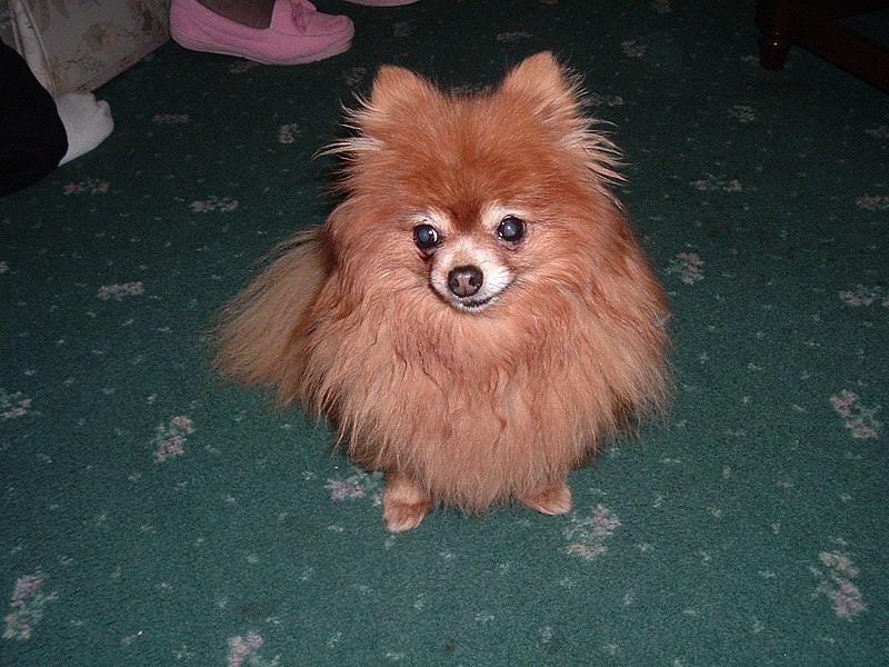 File:A pomeranian.jpg