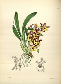 plate 165 Oncidium longipes Gomesa longipes