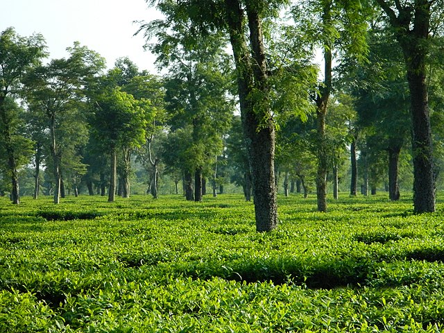 Image: A tea garden in Dibrugarh