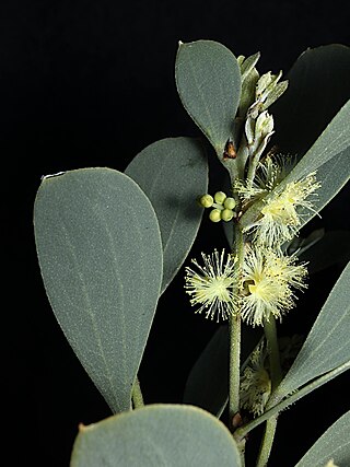 <i>Acacia alpina</i> Species of legume