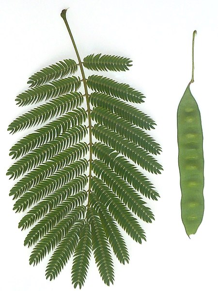 File:Acacia ataxacantha, blaar en groen peul, Jimmy Aves Park, a.jpg