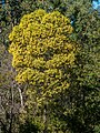 Acacia leiocalyx, 7th Brigade Park, Chermside, Queensland.