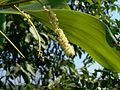 inflorescence d’Acacia mangium (région de Kannur, Inde)