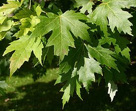 Acer saccharinum