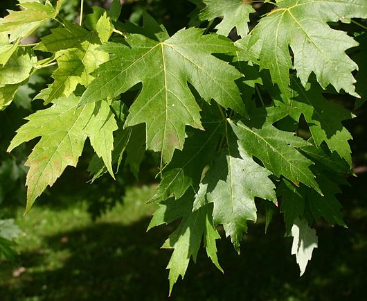 Листья кленов похожие на лапы резко