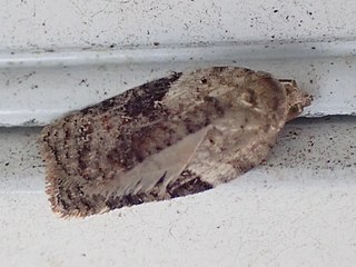 <i>Acleris forbesana</i> Species of moth