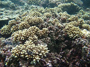 Acropora elseyi görüntüsünün açıklaması, colonias.JPG.