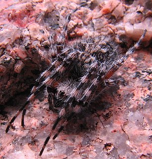 <i>Aculepeira carbonarioides</i> Species of spider