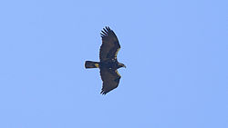 Aquila adalberti