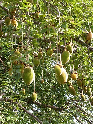 Baobab