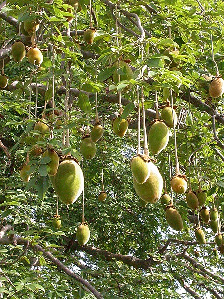 File:Adansonia digitata 2004-09-23.JPG