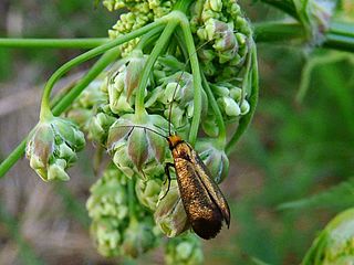 <i>Adela cuprella</i> Species of moth