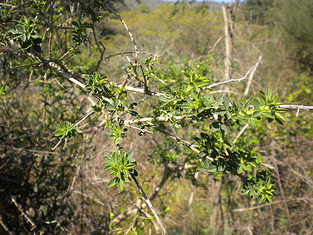 Adenocarpus complicatus