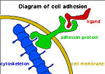 Thumbnail for Role of cell adhesions in neural development