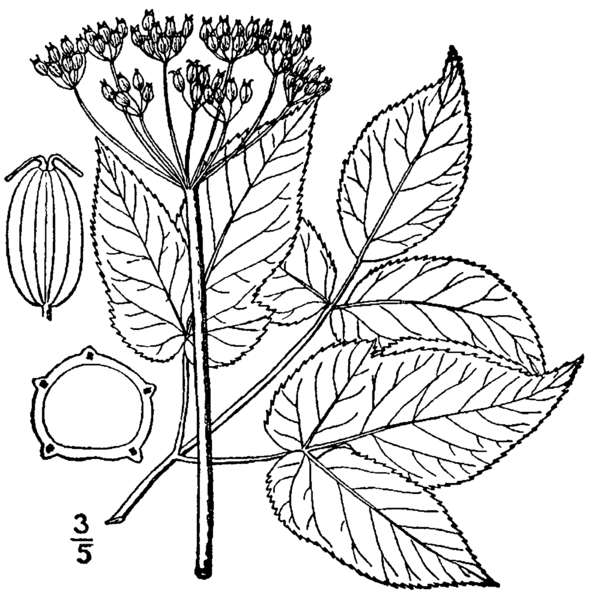 File:Aegopodium podagraria drawing.png