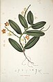 Macropodanthus teysmannii (as syn. Aerides teysmannii) plate 18 in: Friedrich Anton Wilhelm Miquel: Choix de plantes rares ou nouvelles (1964)