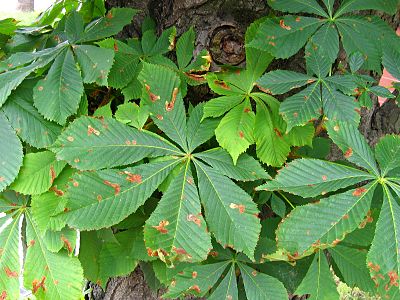 Kasztanowiec zwyczajny Aesculus hippocastanum zaatakowany przez szrotówka kasztanowcowiaczka Cameraria ohridella