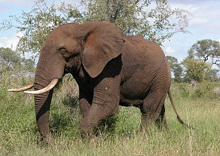 <span class="mw-page-title-main">Proboscidea</span> Order of elephant-like mammals