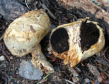 Agaricus inapertus 171175.jpg