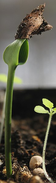 File:Agathis robusta (Queensland Kauri) seedling at an early stage II, by Omar Hoftun.jpg